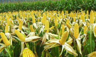 龙高2玉米种子抗倒伏吗?有哪些优势?