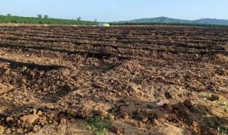鸡粪发酵多久最好 鸡粪营养价值高吗
