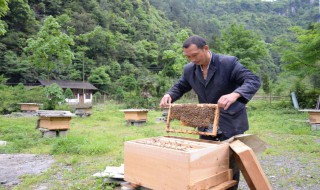 什么人不能养蜂 快来看看吧