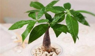 发财树冬天会冻死吗 冬天会冻死发财树吗