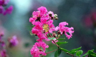 百日红剪枝方法 如何给百日红剪枝呢