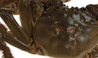 蟹苗的养殖方法 怎么养殖蟹苗