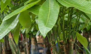 发财树掉叶子是怎么回事 发财树为什么会掉叶子