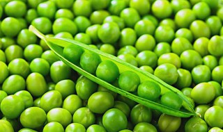 烩豌豆如何做 烩豌豆如何做的好吃
