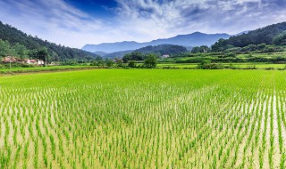 钓稻田的鲤鱼技巧 想钓稻田的鲤鱼掌握这三个技巧