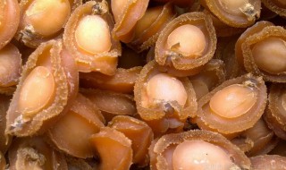 干鲍鱼如何泡发 鲍鱼干怎么泡发