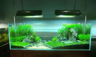 鱼缸水草种子种植方法 水草种子怎么种