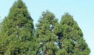 柳杉移植方法 柳杉有哪些繁殖方法?