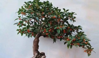 桂花如何做盆栽 桂花盆栽制作步骤