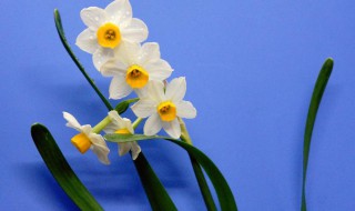 描写水仙花的优美句子 描写水仙花的优美句子集锦