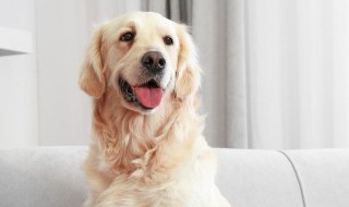 白云苍狗的狗是啥意思 白云苍狗的狗是什么意思