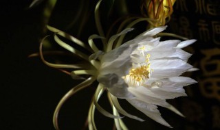 关于昙花开的句子 描写昙花开放的优美句子