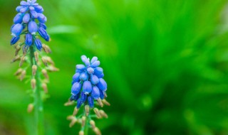 家养风信子的方法 家养风信子的水培方法