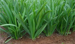 韭菜种植方法 韭菜怎么种植