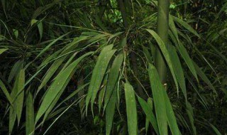 寒竹养殖方法 如何养殖竹子