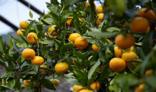 皇帝柑修剪方法 皇帝柑如何修剪
