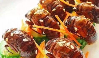 金蝉怎么长期保存 长期保存金蝉方法