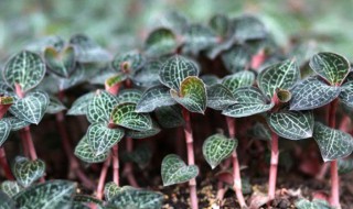 金线莲怎么保存 金线莲如何保存