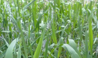 芦苇施肥方法 芦苇施肥方法是什么