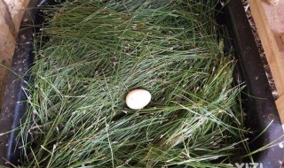 鸡窝怎么做的 具体做这个的步骤有什么