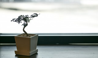 花盆垫怎么做 用什么做比较好