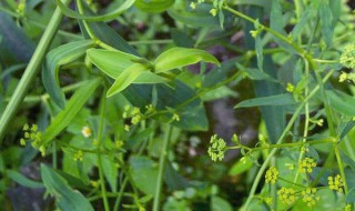 柴胡怎么种植 柴胡种植方法介绍