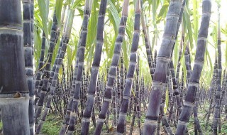 甘蔗最简单的保存方法 怎么保存甘蔗