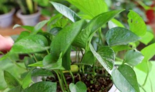 绿萝发根技巧 绿萝怎么发根