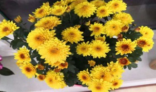 栽菊花小技巧 栽菊花小技巧推荐