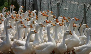 养鹅儿技巧 养鹅的技巧