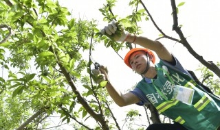 林木修枝的方法 园林树木修剪方法
