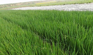 葱苗浇水方法 浇水方法如下