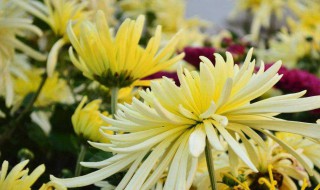 菊花保养方法 菊花怎么保养