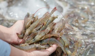 海虾怎么做才嫩 海虾嫩的做法