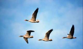 成语北雁南飞的意思 这个词出自哪里