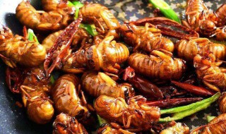 蝉的保存方法和技巧 存放蝉的妙招