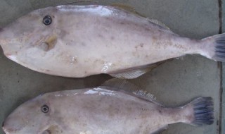 马面鱼冷冻方法 冷冻鱼的妙招