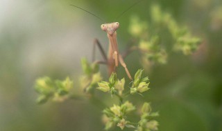 螳螂为什么吃自己配偶 螳螂介绍