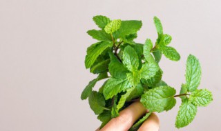种薄荷的好处 种薄荷的好处推荐