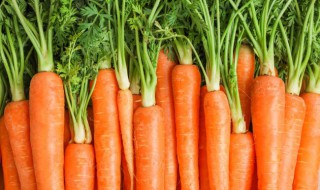 素萝卜粥怎么做 素萝卜粥的做法