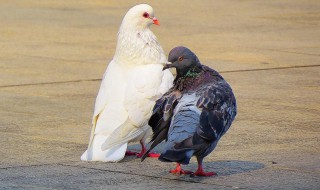 鸽子煺毛的方法 鸽子煺毛的方法推荐