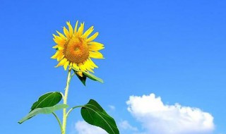 简短自信勇敢的句子 自信勇敢的小句子