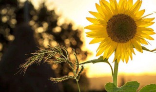 描写夏天的好句简短 描写夏天的经典好句有哪些