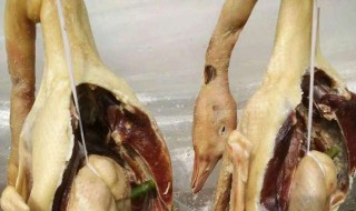 腌老鹅的方法 如何腌老鹅