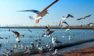看海鸥的心情语录 见到海鸥的说说
