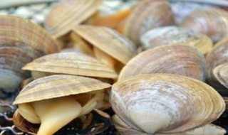 蚬子炖窝瓜教程 蚬子炖窝瓜的烹饪方法