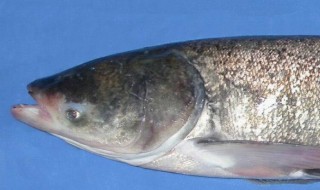 白鲢如何做番茄鱼 白鲢番茄鱼的烹饪方法