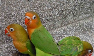 养牡丹鹦的方法 如何饲养牡丹鹦鹉