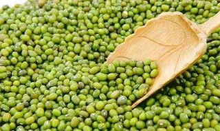 绿豆的养护小窍门 应该这样养护绿豆