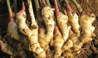 姜种保存的方法 姜种如何保存